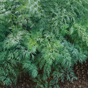 Dill "Szmaragd"