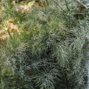 Dill "Thalia"