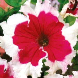 Doftpetunia Karkulka