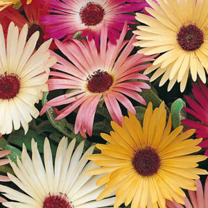 Stor Doroteablomma "Livingstone Daisy"