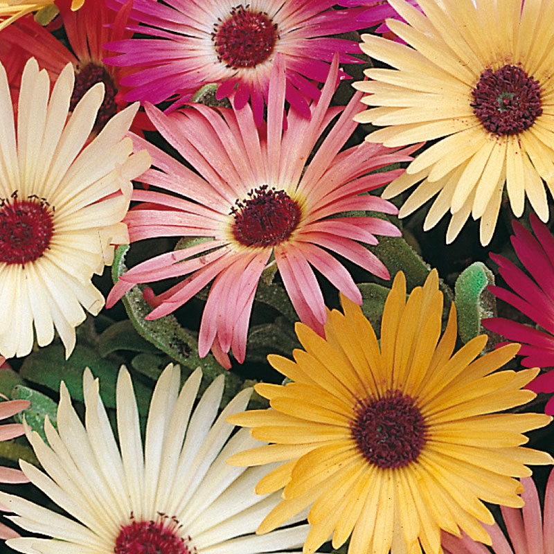 Stor Doroteablomma "Livingstone Daisy"