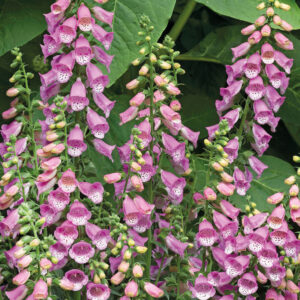 Fingerborgsblomma "Bubbly Pink" F1