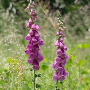Fingerborgsblomma "Pollux Purple"