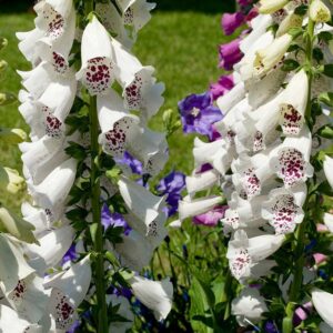 Fingerborgsblomma "Pollux White"