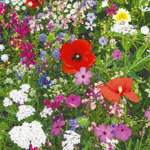 Vildäng blomstermix