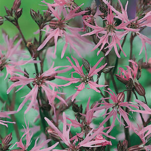 Gökblomster "Robin"