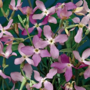 Grekisk lövkoja Rose