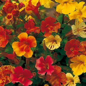 Gyckelblomma "Extra Choice Mixed"