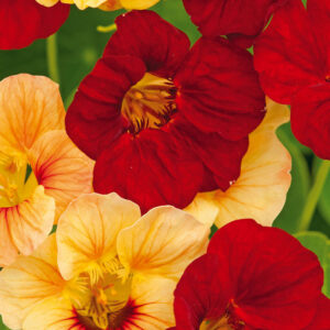 Indiankrasse "Paso Doble"