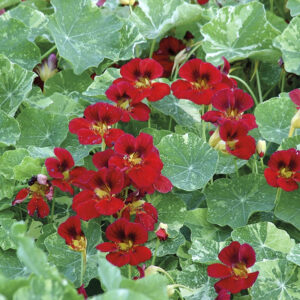 Indiankrasse "Red Troika"