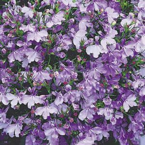 Kaplobelia "Riviera Blue Splash"
