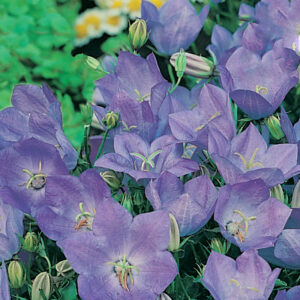 Karpaterklocka "Blue"