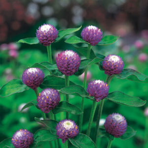 Klotamarant "Atomic Purple"