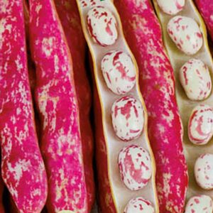 Kokböna "Coco Nain Rose D´Eyrague"