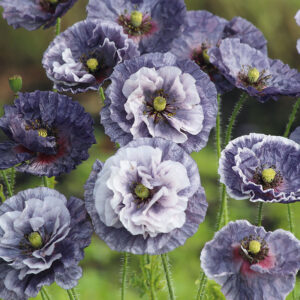 Kornvallmo "Amazing Grey"