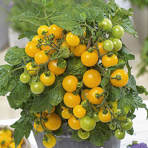 Körsbärstomat "Balconi Yellow"
