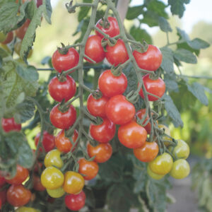 Körsbärstomat "Rubylicious" F1