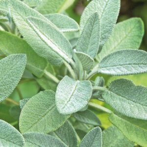 Kryddsalvia, ekologisk