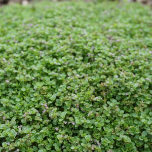 Krypmynta "Mini Mint"