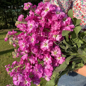 Lövkoja "Anytime Hot Pink"