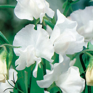 Luktärt "White Ensign"