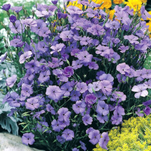 Nejlikglim "Blue Angel"