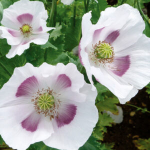 Opievallmo "Maanzaad" (Bread seed poppy)