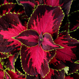 Palettblad "Sun Chocolate Covered Cherry"