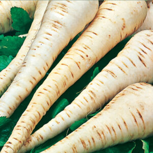 Palsternacka "Tender & True"