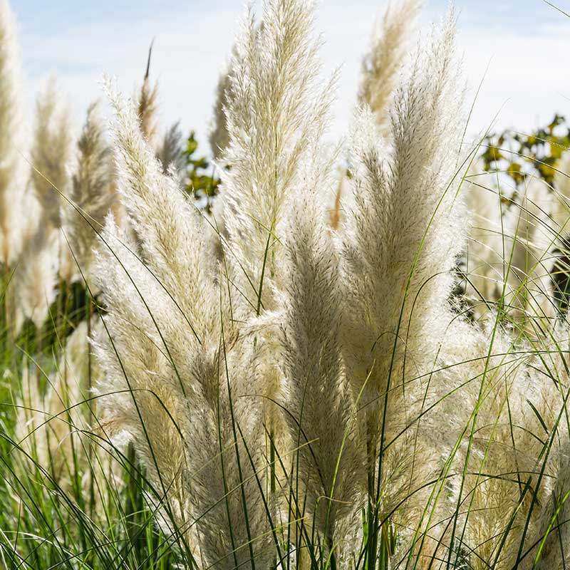 Pampasgräs "Pampas Plume"