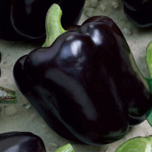 Paprika "Andromeda"