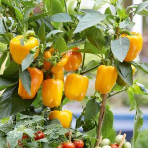 Paprika "Cuby Yellow"
