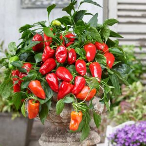 Paprika "Joyride Sweet Red" F1
