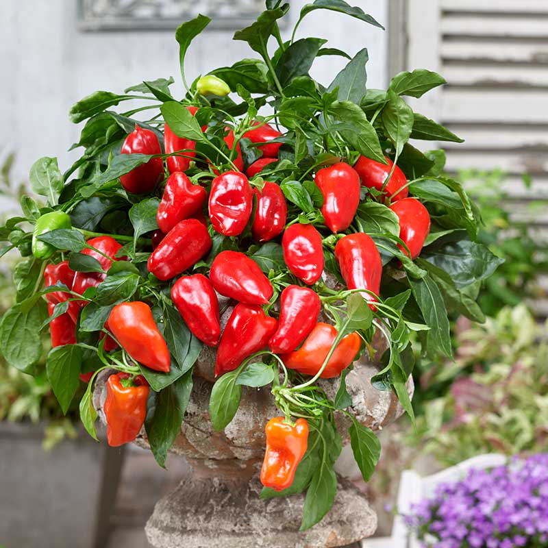 Paprika "Joyride Sweet Red" F1