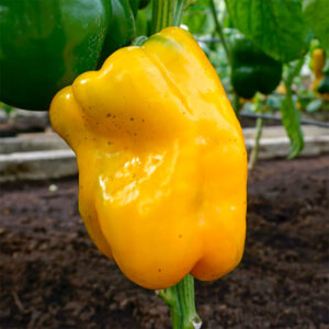 Paprika "Kromo" H