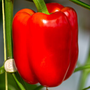 Paprika "Quadrato d’Asti Rosso"