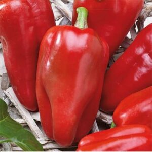 Paprika "Reina" F1