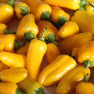 Paprika "Snack Yellow"