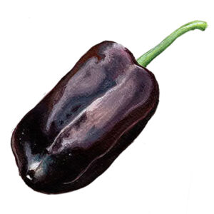Paprika "Sweet Chocolate"