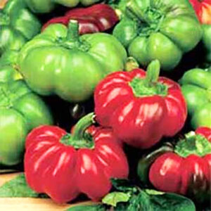 Paprika "Topepo Rosso" F1