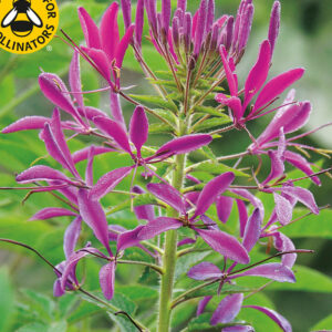 Paradisblomster "Violet Queen"