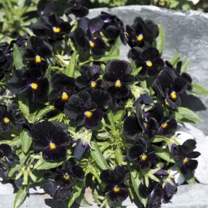Hornviol "Back to Black"
