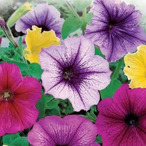 Petunia "Balcony"