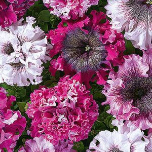 Petunia "Černý"s Triumph"
