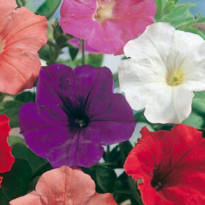 Petunia "Confetti Mixed" F2