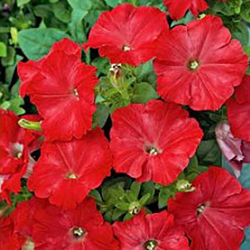 Petunia Easy Wave, red