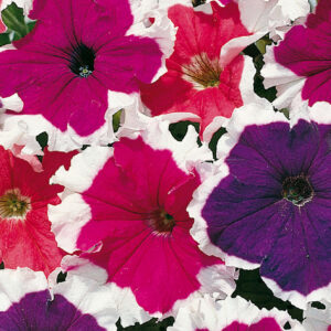 Petunia "Frost Mixed " F1