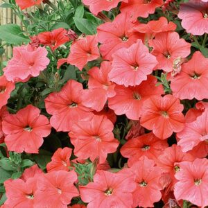 Petunia "Salmon Shades Velvet" F1