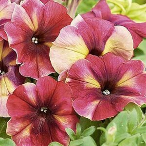 Petunia "Shake™ Raspberry" F1