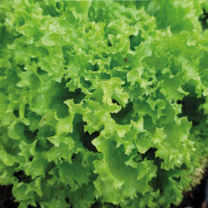 Plocksallat "Lollo Bionda"